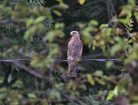 Black Kite juv.JPG