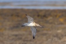 Bar-tailed-Godwit-(18)-fbook.jpg