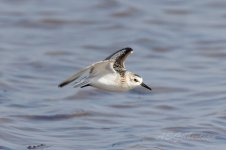 Sanderling-(9)-fbook.jpg