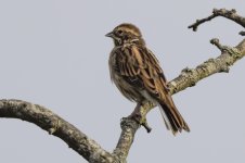 2026 Reed Bunting f.jpg