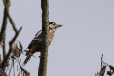 2031 Great Spotted Woodpecker.jpg