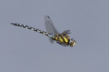 2062 Migrant Hawker.jpg