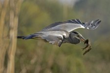 2071 Grey Heron and Tench.jpg