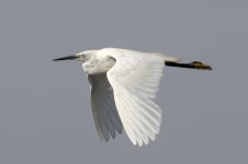 2077 Little Egret.jpg