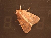 Unknown Moth.jpg