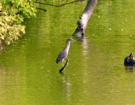 Yellow Crowned Night Heron?.jpeg