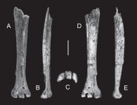 Buteogallus irpus-1.jpg