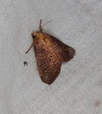 Doratifera quadriguttata 12 09 2021.JPG