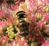 eristalis arbustorum ex IMG_16596_edited (3).jpg