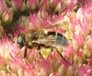 eristalis arbustorum ex IMG_16596_edited (5).jpg