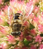 eristalis arbustorum ex IMG_16596_edited (7).jpg