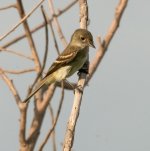 ?flycatcher-1171.jpg