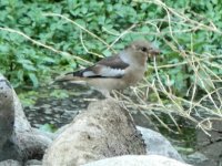 Hawfinch Pirivoli 140921 - cc H Vaughan.jpg