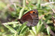 Zapaters Ringlet sp 4.jpg