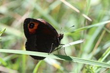 Zapaters Ringlet sp 3.jpg