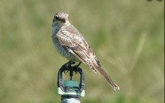 Woodchat Shrike juv Lotzaria 150921 - ccH Vaughan.JPG