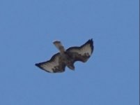 Steppe buzzard Potamia Valley 150921 - cc H Vaughan.JPG