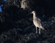 Curlew_Girdle Ness_160921a.jpg