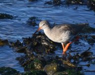 Redshank_Girdle Ness_160921a.jpg