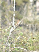 possible juv kestral four sept 17 2021.jpg