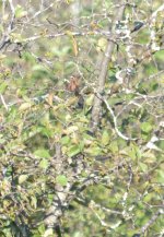 possible juv kestral three sept 17 2021.jpg