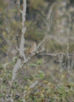 possible juv kestral two sept 17 2021.jpg