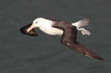 20210911 (51)_Black-browed_Albatross.JPG