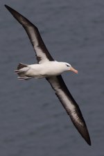 20210911 (75)_Black-browed_Albatross.JPG