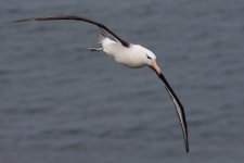 20210911 (80)_Black-browed_Albatross.JPG