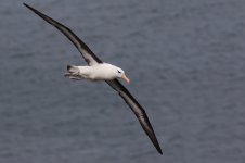 20210911 (90)_Black-browed_Albatross.JPG