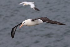 20210911 (95)_Black-browed_Albatross.JPG