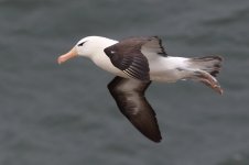 20210911 (114)_Black-browed_Albatross.JPG