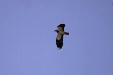 Northern lapwing Metochi Lake 180921 - cc Carla De Haan Dujardin.JPG