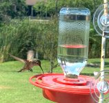 Rufous_Hummingbird-3360.jpg