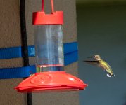 Rufous_Hummingbird-1425.jpg