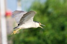 Black-Crowned Night-Heron (1).jpeg