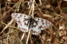 Espers Marbled White sp 1.jpg