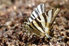 Iberian Scarce Swallowtail sp 3.jpg