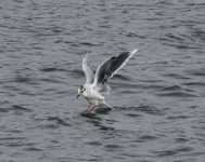 Little Gull_Girdle Ness_190921a.jpg