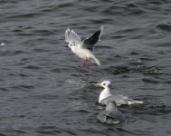 Little Gull_Girdle Ness_190921b.jpg