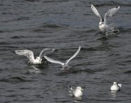 Little Gull_Girdle Ness_190921c.jpg