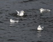 Little Gull_Girdle Ness_190921d.jpg