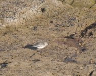 Grey Plover_Girdle Ness_210921a.jpg