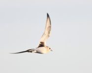 Grey Plover_Girdle Ness_210921b.jpg