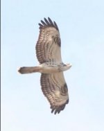 Honey buzzard  1  Sykiminea 210921 - cc Andy Weir.JPG