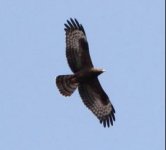 Honey buzzard hybrid Sykiminea 210921 - cc Andy Weir.JPG