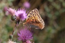 Cardinal Fritillary sp 1.jpg