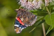 Red Admiral-2.jpg