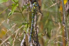 Southern Hawker-2.jpg