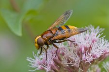 Volucella zonaria-2.jpg